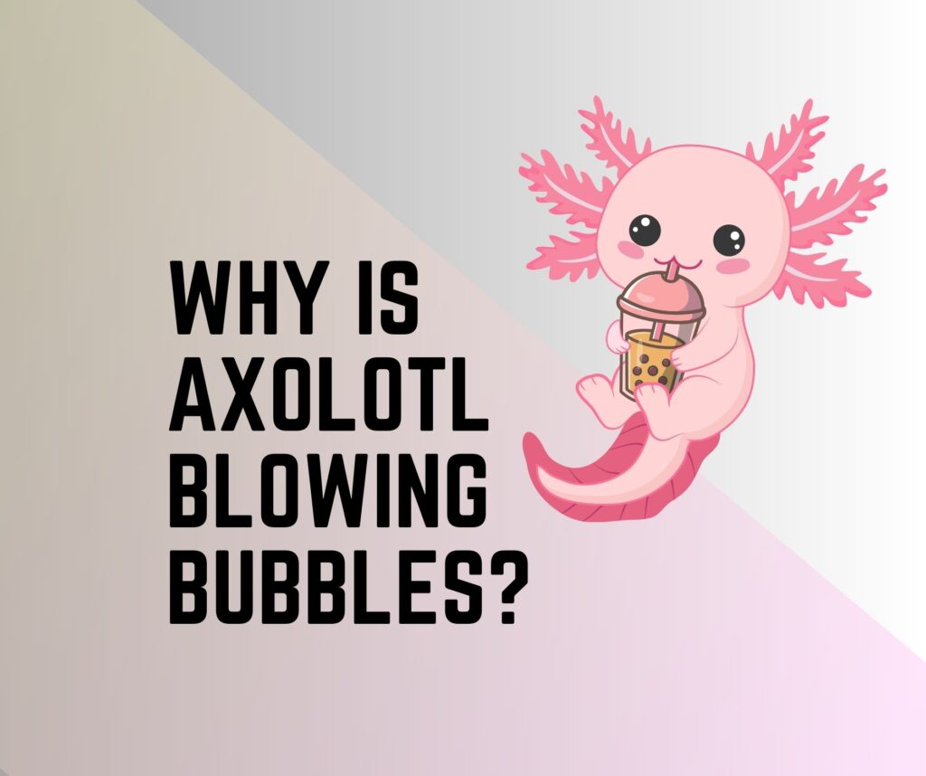 Axolotl Life Cycle [Stages, Diagram, Facts] - Amphibian Life