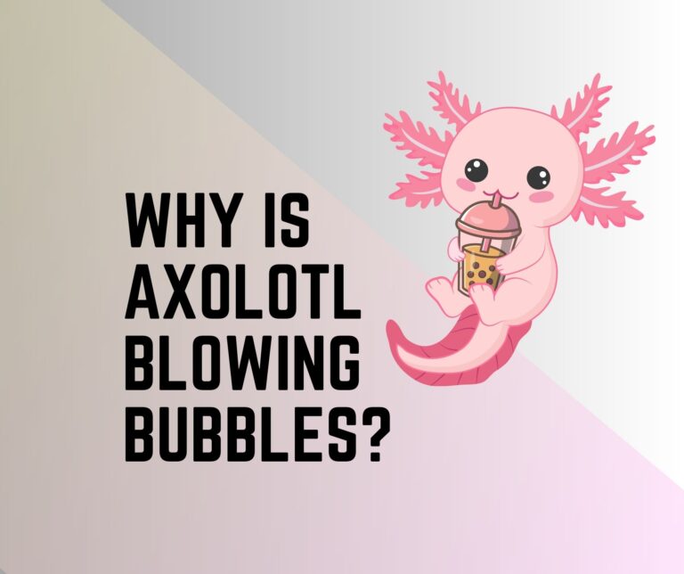 How To Feed Worms To Axolotl? A Guide To Worm Farming! - Amphibian Life