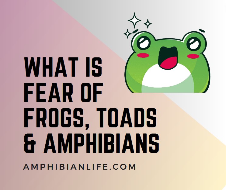 How To Overcome My Fear Of Frogs, Toads and Amphibians? - Amphibian Life