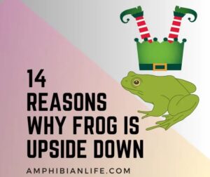 Reasons Why Your Frog Is Upside Down